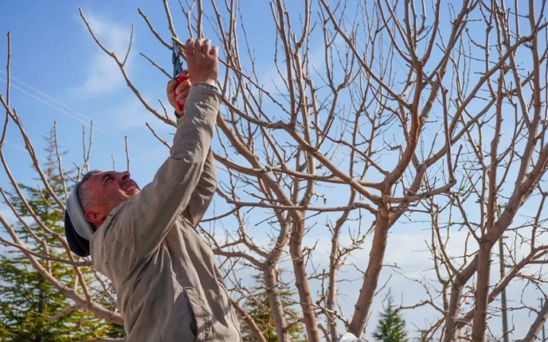An adult man pruning bare trees in a garden in spring in Niğde, Türkiye.