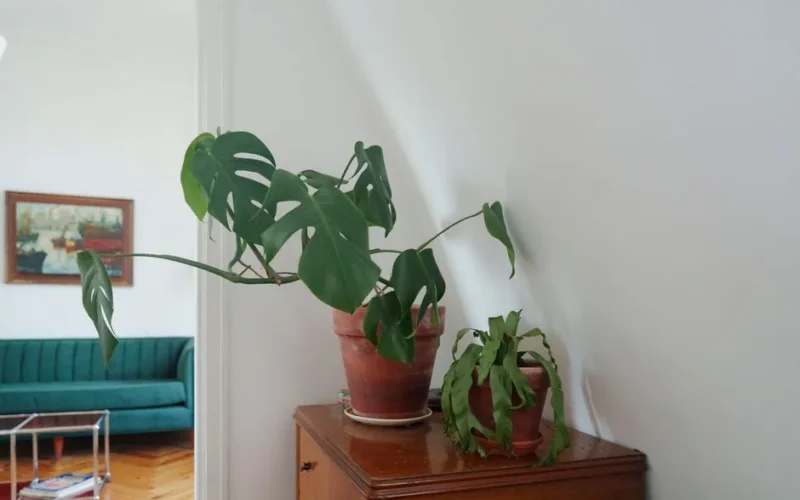 Warm indoor scene with potted Monstera and succulent on wooden dresser, art, and green sofa in Buenos Aires.