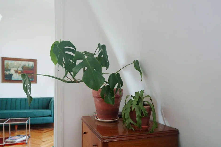 Monstera po cięciu - jak szybko się zregeneruje? Poradnik