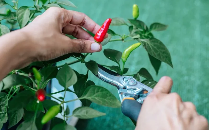 Close-up of hands picking organic chili peppers from plant with shears.