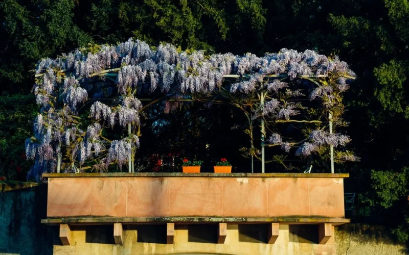 Beautiful wisteria flowers in full bloom on a balcony garden in Basel, Switzerland.