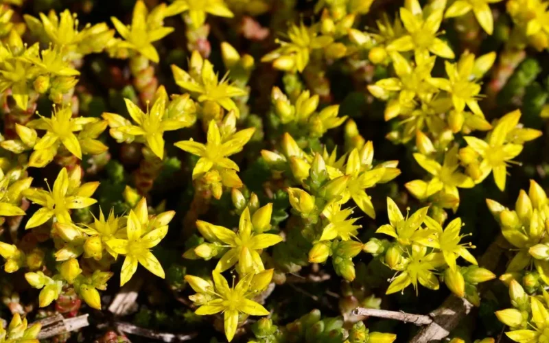 Bright yellow Sedum flowers blooming in a lush garden setting during the day.