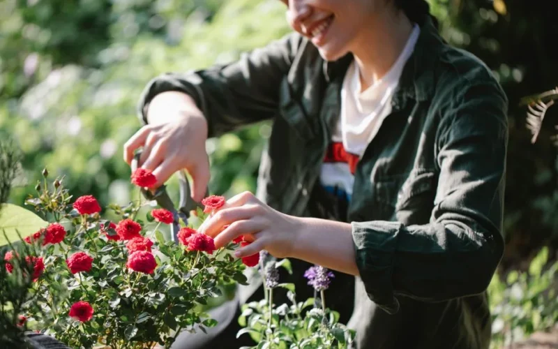 Crop positive female gardener with scissors cutting stems of blooming fragrant roses while working in green yard