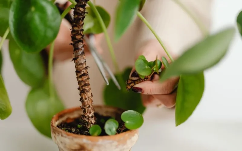 Detailed view of hands pruning a Pilea plant indoors, focused on care and maintenance.