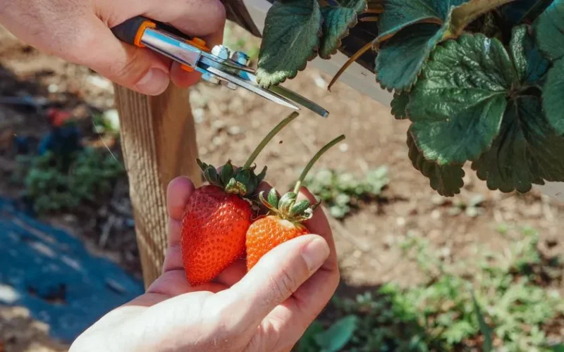 Hands using pruning shears to harvest ripe strawberries outdoors, showcasing organic farming.