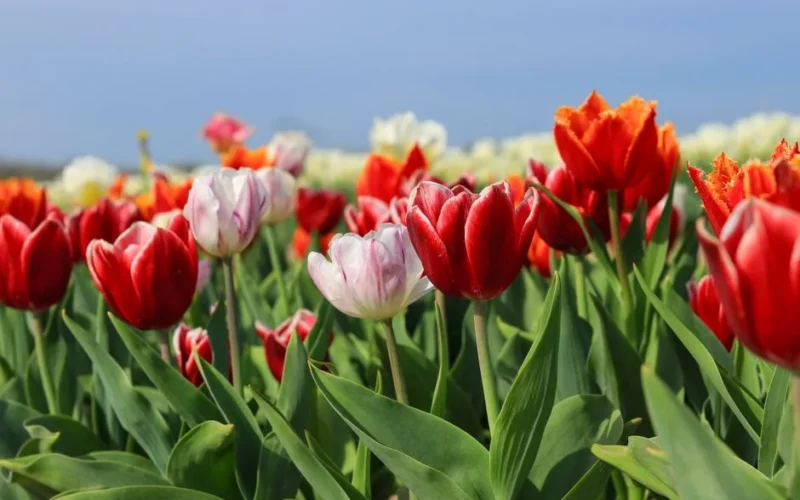 A colorful array of tulips blooming in a field under a clear blue sky in Nokesville, Virginia.
