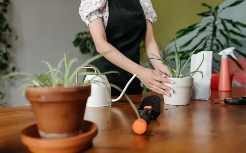 Person tending to aloe vera plants indoors with gardening tools and pots on a wooden table.