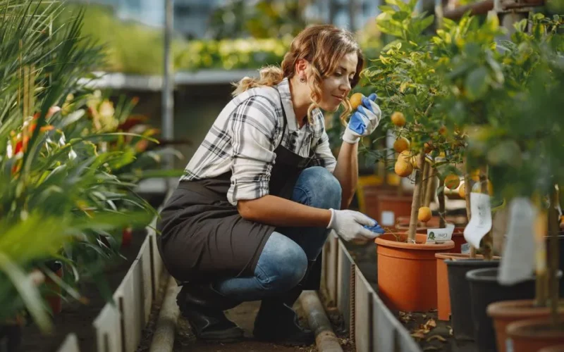 A woman gardener smells citrus fruits in a greenhouse, showcasing horticultural care.