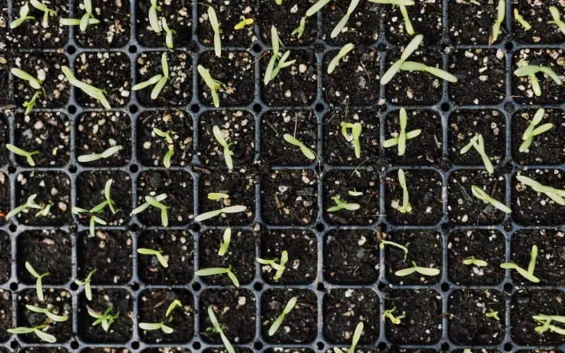 Top view of young green seedlings growing in black planting trays for gardening.