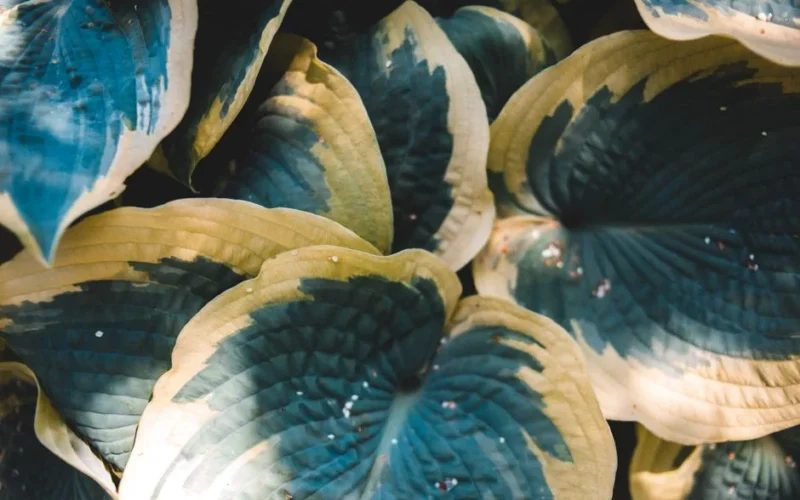 A detailed close-up of variegated hosta leaves with green and yellow hues.