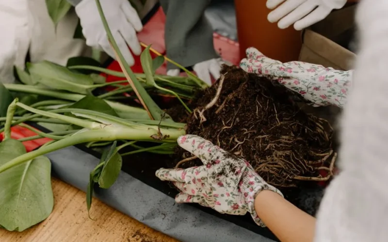 Hands working with soil and roots while repotting a houseplant indoors.
