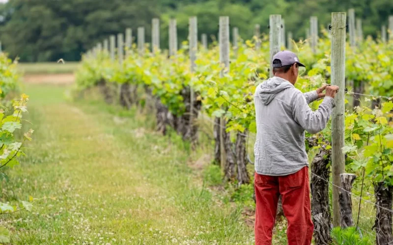 A man working in a vineyard tending to grapevines in North Carolina.