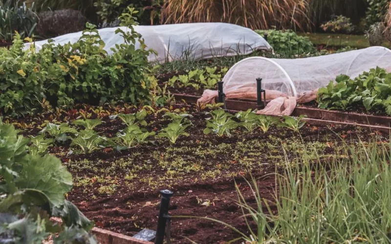 Thriving vegetable garden featuring protective covers and lush plants.