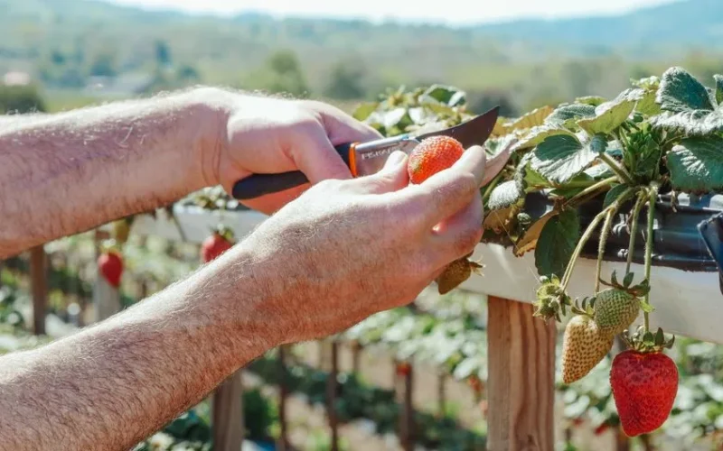 Close-up of hands using a knife to harvest ripe strawberries outdoors.
