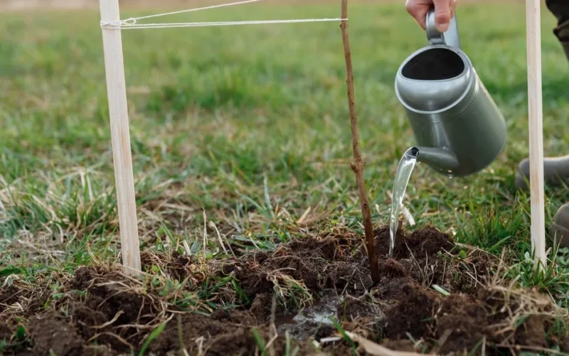 A person watering a young sapling with a metal watering can in a garden.