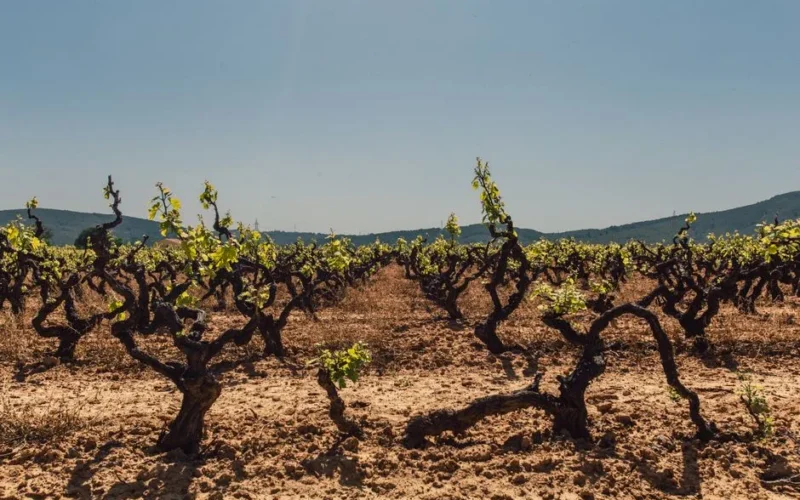 Wide shot of a vineyard with young grapevines under a clear blue sky, evoking tranquility.
