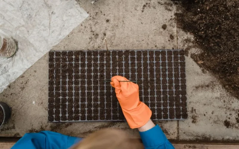 Top view of gardener with orange gloves planting seeds in a tray inside a greenhouse.