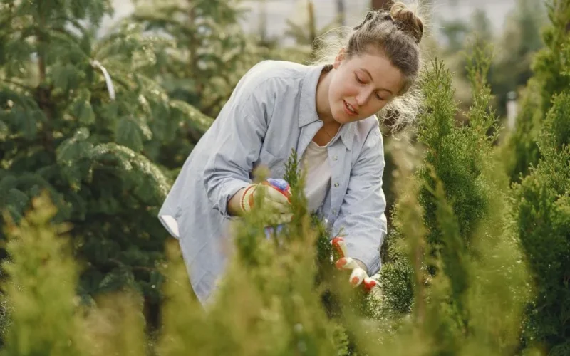 A smiling woman tends to evergreen plants in an outdoor garden nursery on a sunny day.