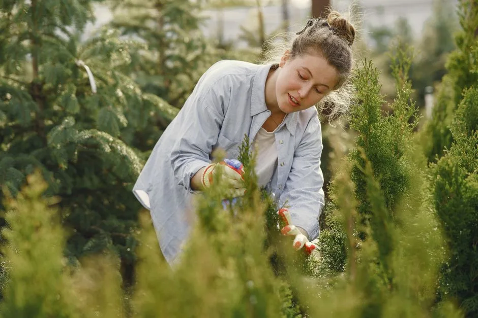 Biologia roślin wyznacza termin sadzenia żywopłotu