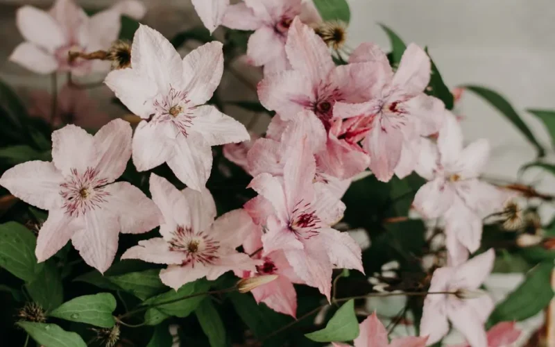 Close-up of pink clematis flowers blooming outdoors, showcasing delicate petals.