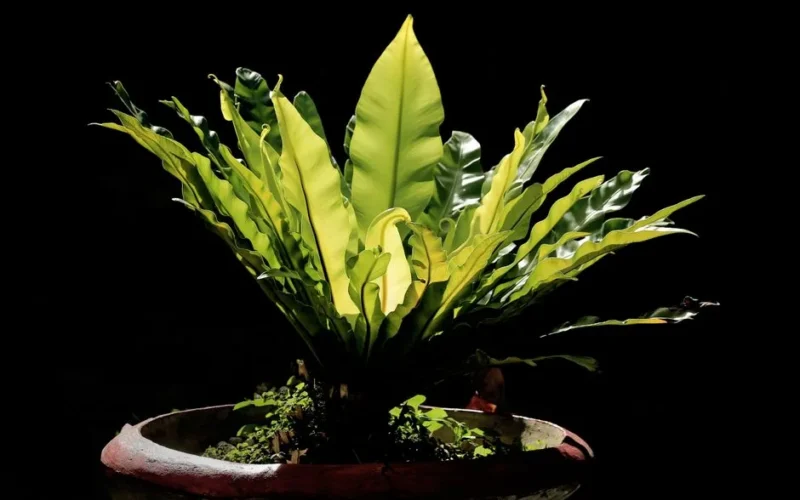 Bright green Bird's Nest Fern in a pot against a dark background, highlighting its vibrant leaves.