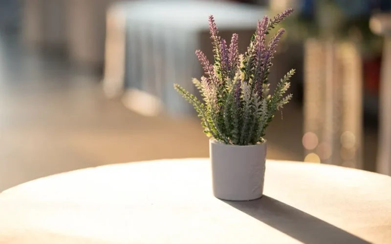 A minimalist indoor scene with a potted lavender plant on a sunlit table.