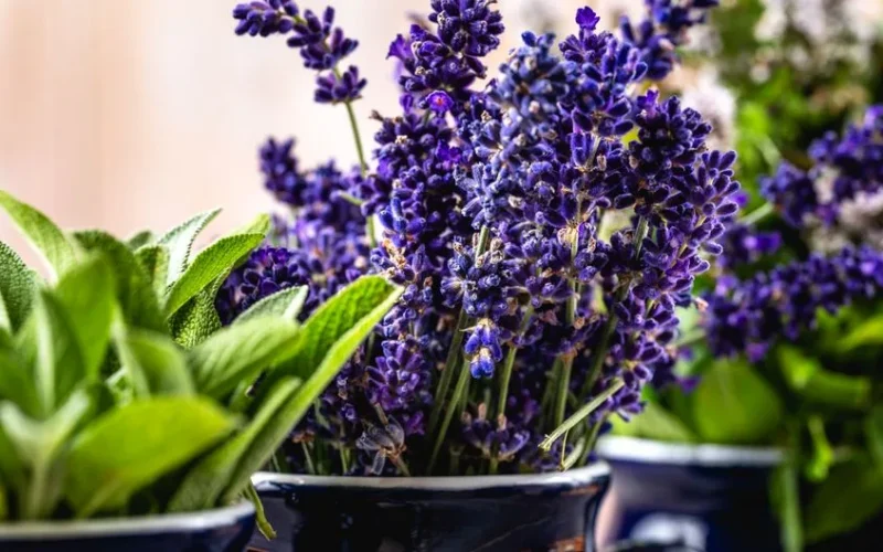 A detailed close-up of vibrant lavender and herbs in pots, showcasing natural beauty and color.