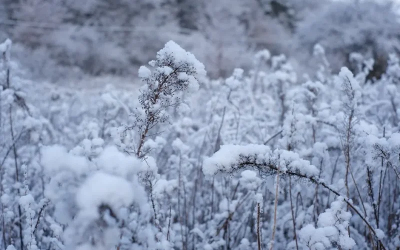Peaceful winter scene with snow-laden plants in a serene field setting.