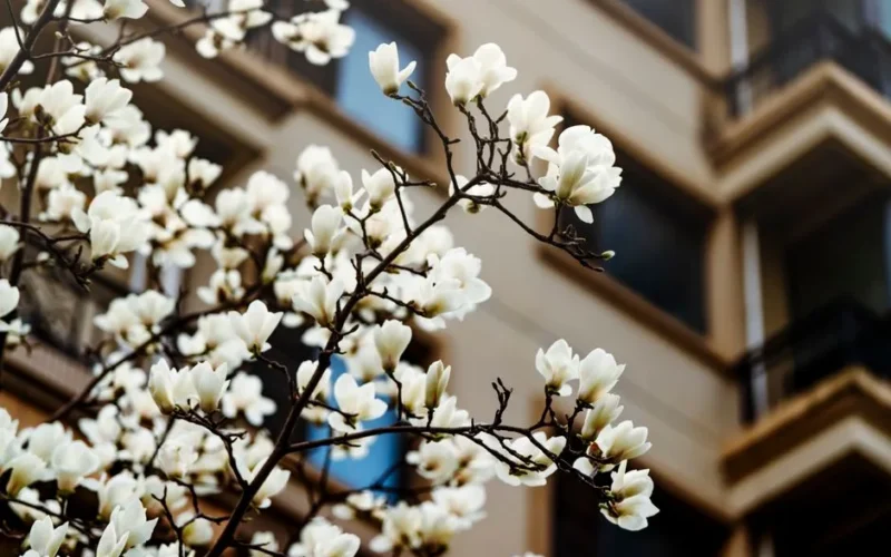 Elegant white magnolia flowers blooming against a modern urban building for a contrast of nature and architecture.