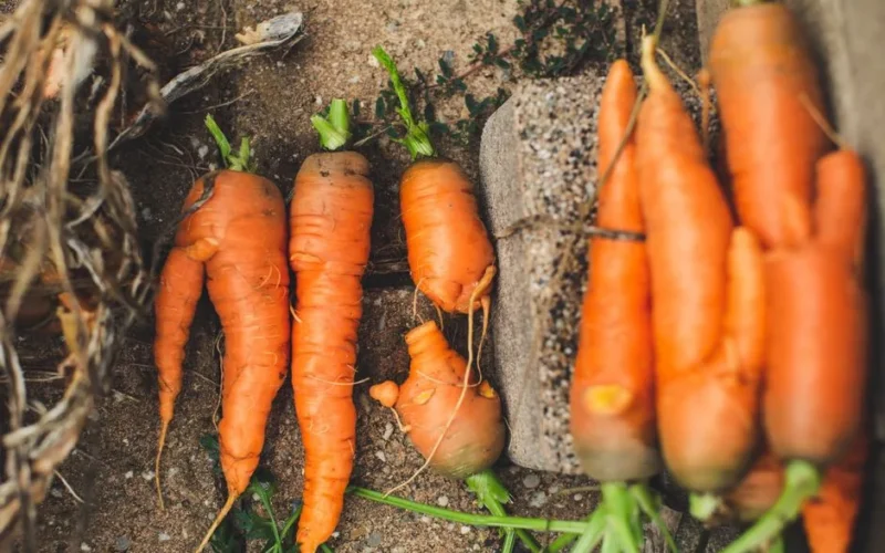 Close-up of fresh, organic carrots just harvested from the garden soil.