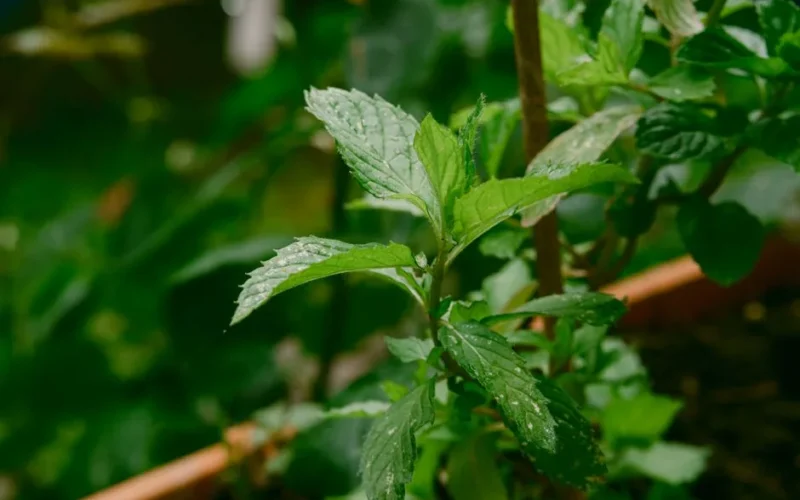 Vibrant green mint plant with fresh leaves growing in outdoor garden.