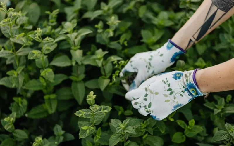 Person wearing floral gloves harvesting mint in a lush garden.