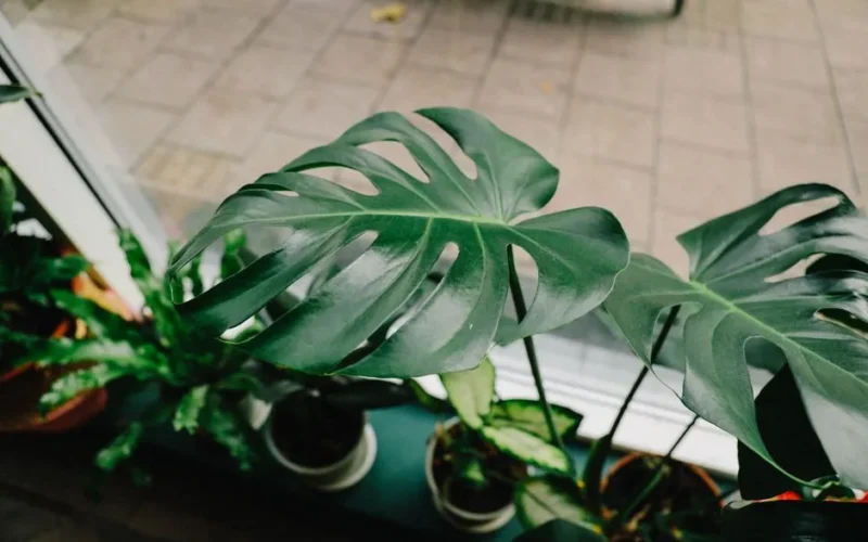 Beautiful close-up of Monstera plants on a windowsill, bringing nature indoors.