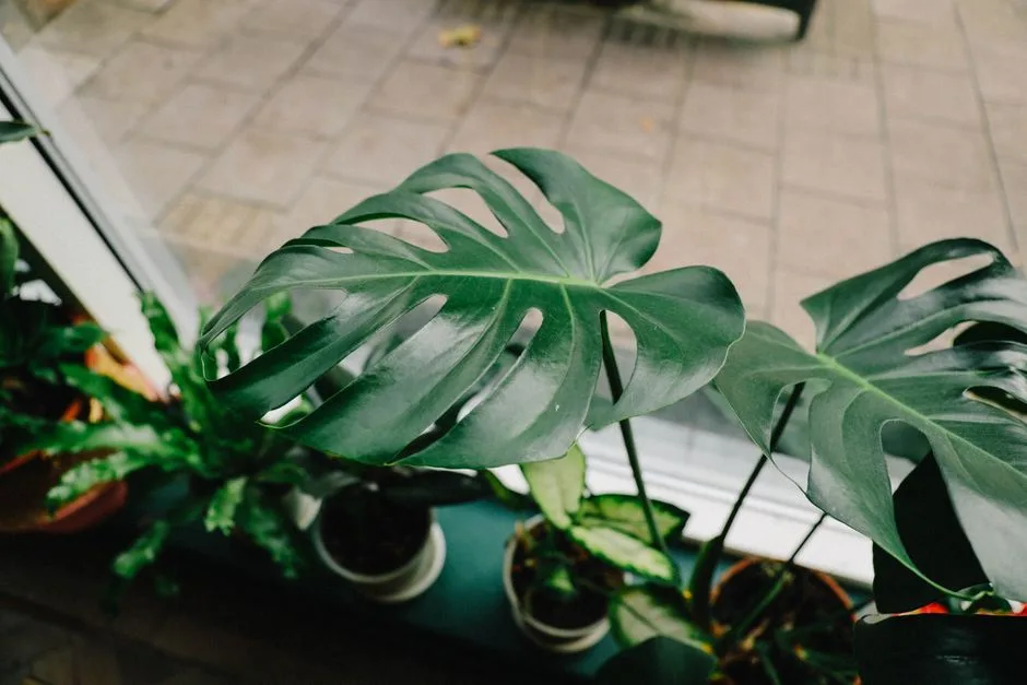 Monstera Kiedy Kwitnie? Kompletny Poradnik dla Właścicieli