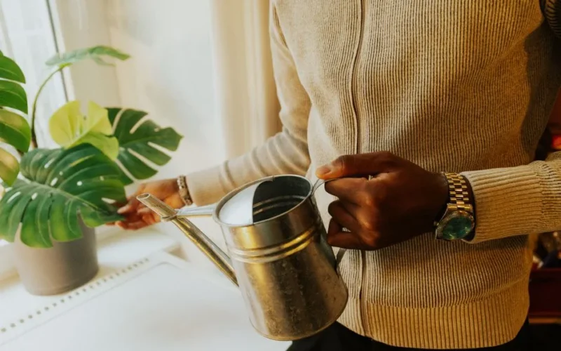 A person waters a potted monstera plant indoors, highlighting urban gardening.