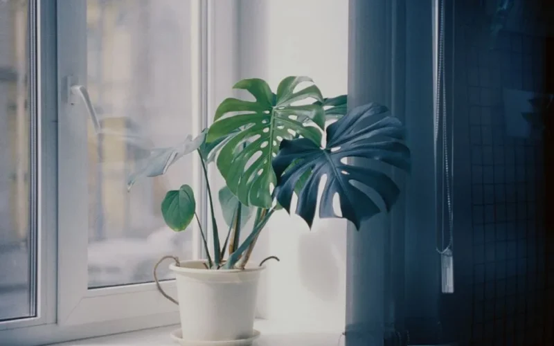 A vibrant monstera plant in a white pot by a sunlit window, casting serene shadows indoors.