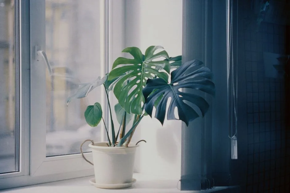 Monstera zimą: 5 sekretów pielęgnacji, które uratują roślinę
