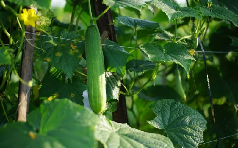 Fresh cucumber growing in a sunlit garden surrounded by lush green leaves. Perfect for agricultural and natural themes.