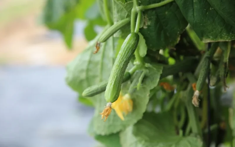 A detailed image of young cucumbers growing on the vine with leaves and flowers visible.