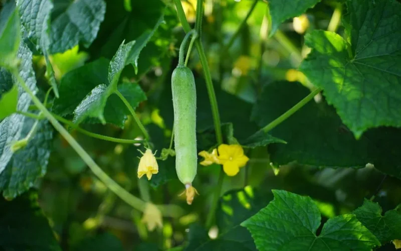 Close-up of a growing cucumber hanging from the vine with surrounding green leaves and yellow flowers.