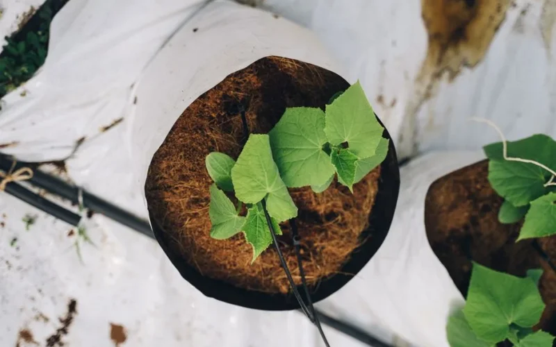 High angle shot of young cucumber plants in a pot, ideal for horticulture themes.