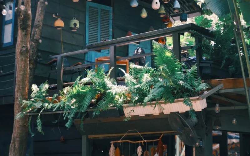 Charming wooden balcony adorned with lush ferns and hanging decor.