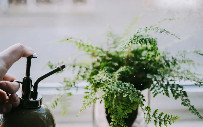A fern plant on a windowsill being misted with water by hand, showcasing indoor plant care.