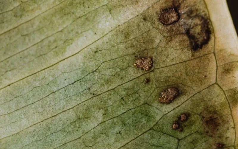 Detailed macro shot of a diseased green leaf showing its veins and texture.