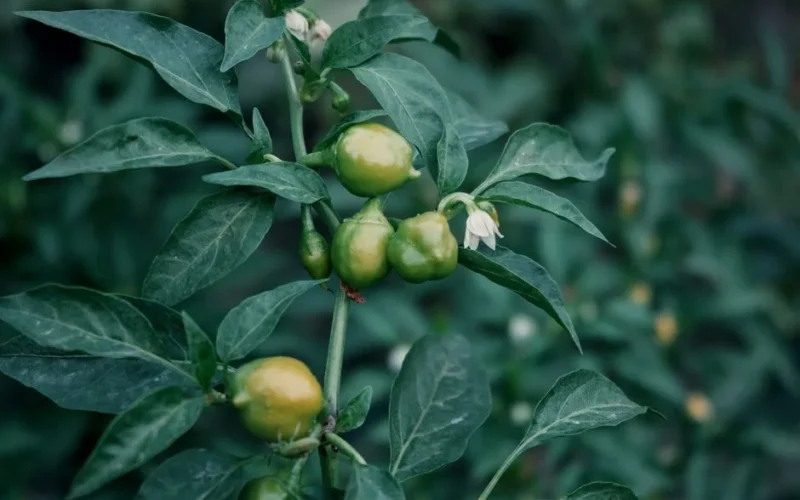 Detailed image of unripe green chili peppers growing on a plant with lush green leaves.