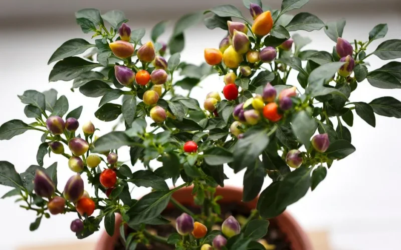 Vibrant potted ornamental pepper plant with multicolored fruits and lush green leaves.