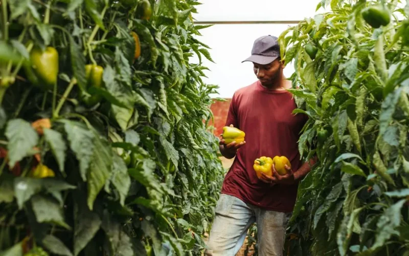 A farmer picking ripe yellow bell peppers amidst lush green plants in a greenhouse.