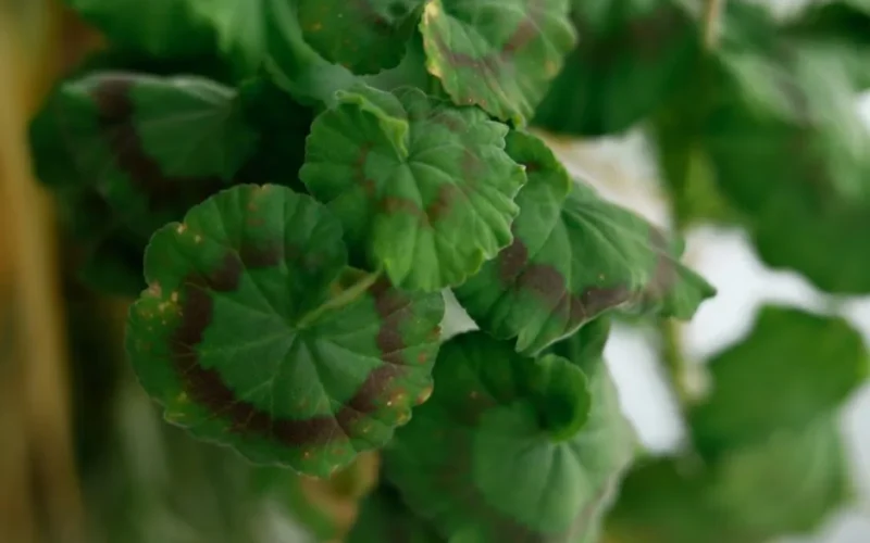 Detailed green geranium leaves with visible brown spots, displaying plant distress.
