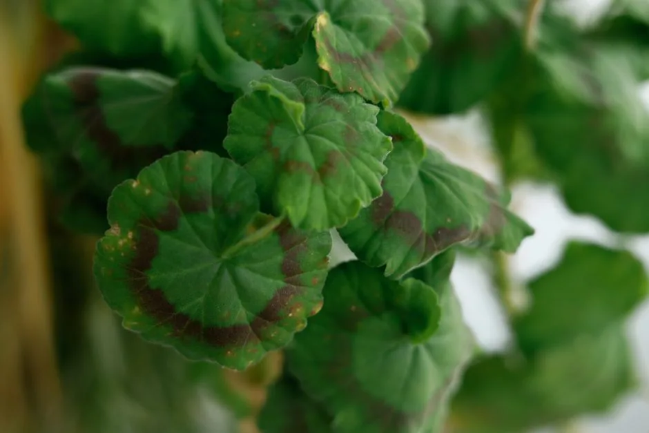 Pelargonie Choroby: 6 Najczęstszych Problemów i Skuteczne Leczenie