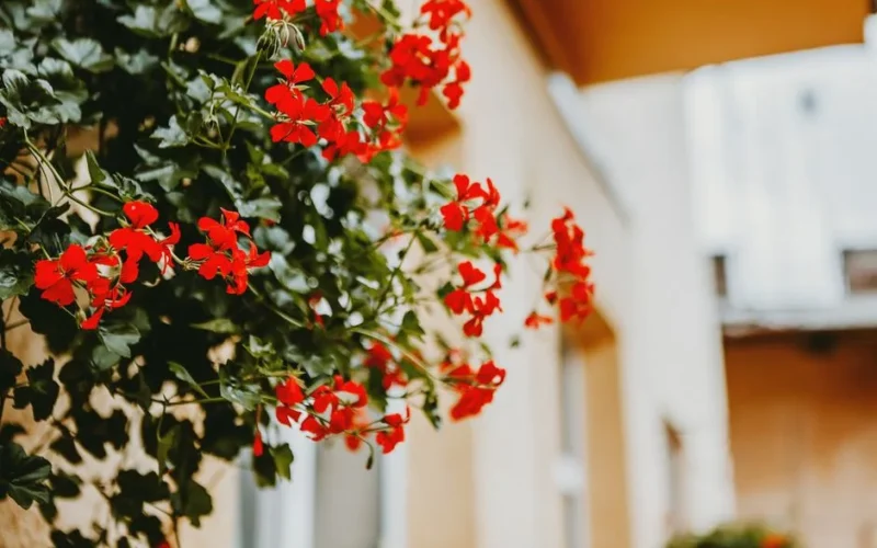 Low angle of bright red blooming flowers with green leaves of pelargonia growing on balcony of residential house